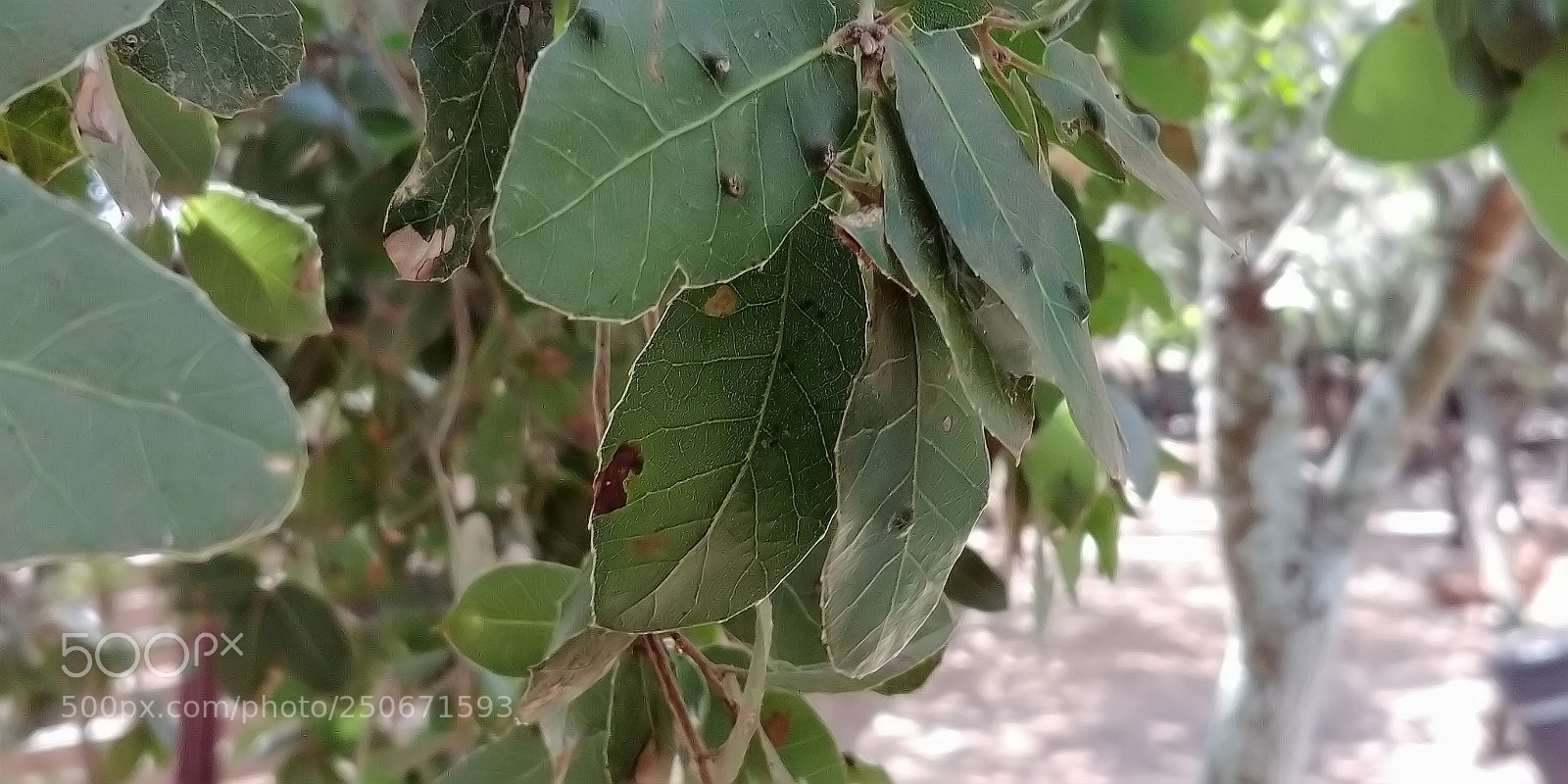 LG G6 sample photo. Monkey park - yodfat photography