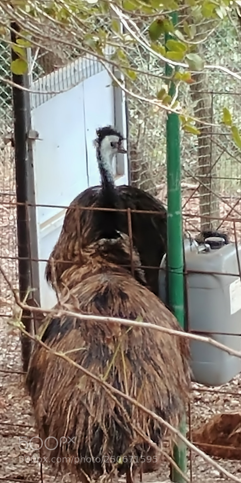 LG G6 sample photo. Monkey park - yodfat photography