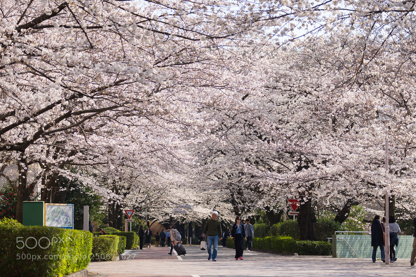 Sony a7 II sample photo. Sakura photography