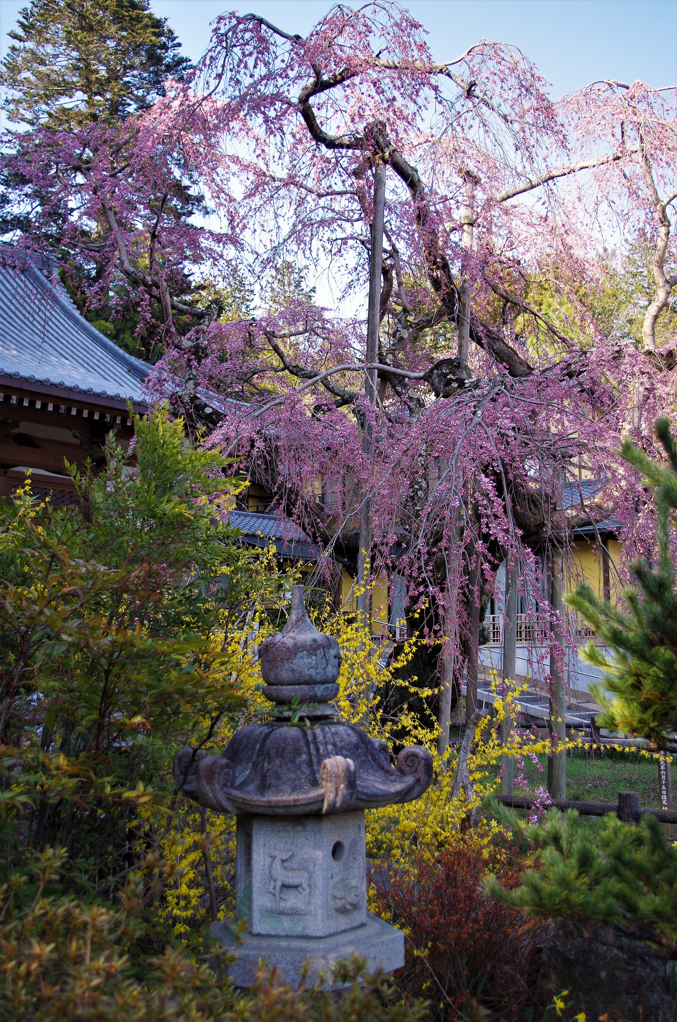 smc PENTAX-DA L 18-55mm F3.5-5.6 sample photo. Shidare-sakura photography