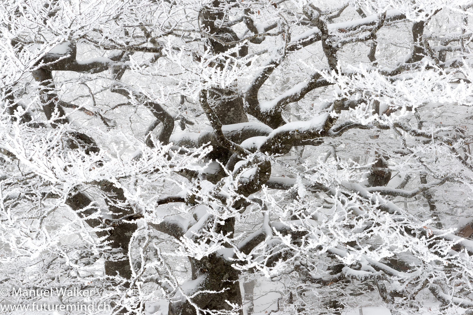 Nikon D800 sample photo. Of trees and snow photography