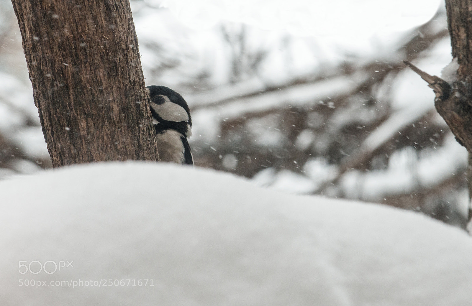 Nikon D800 sample photo. You see me game photography
