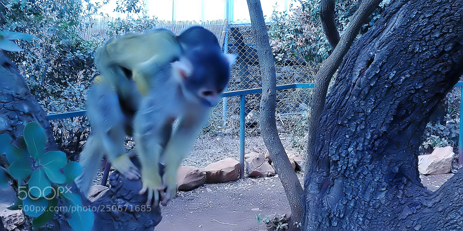 LG G6 sample photo. Monkey park - yodfat photography