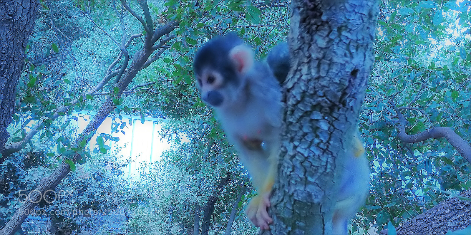 LG G6 sample photo. Monkey park - yodfat photography