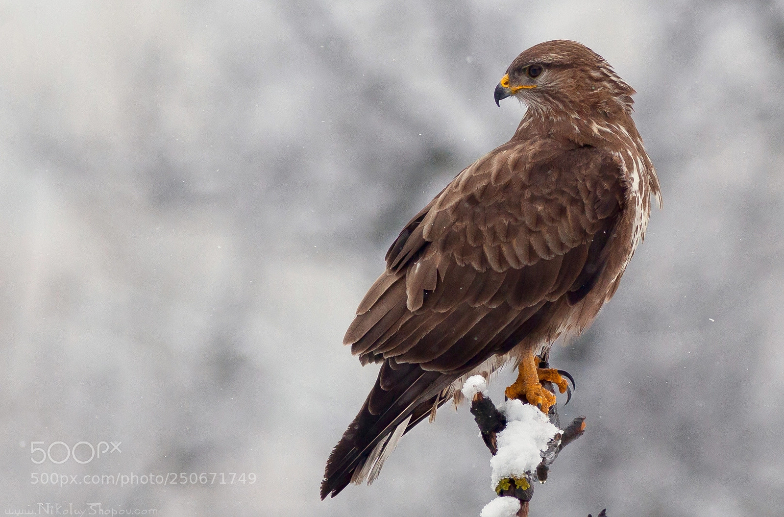 Canon EOS 5D Mark II sample photo. Common buzzard photography