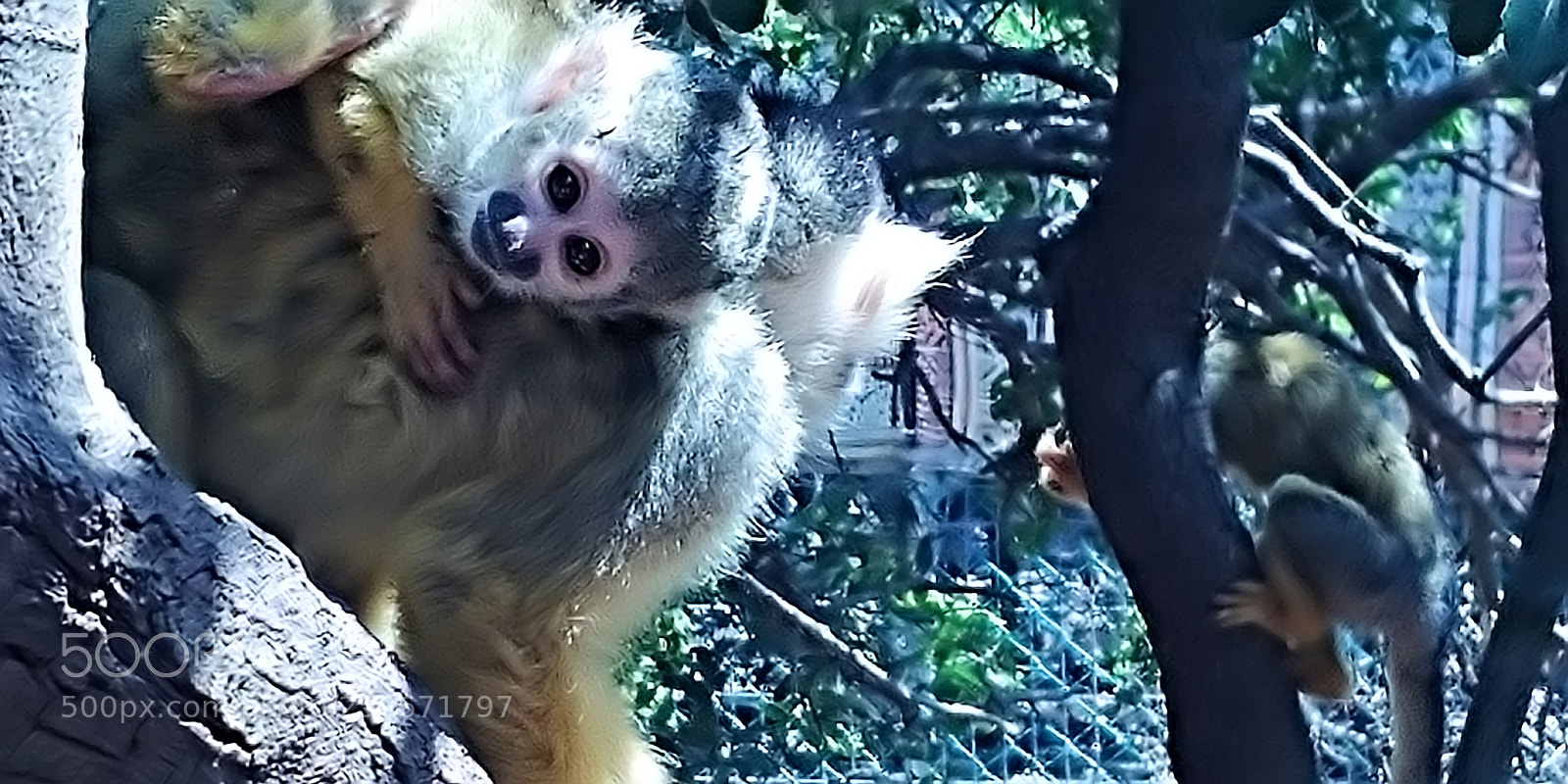 LG G6 sample photo. Monkey park - yodfat photography