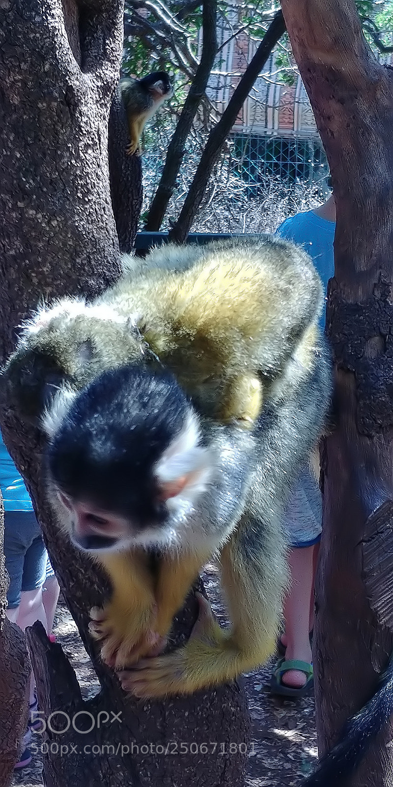 LG G6 sample photo. Monkey park - yodfat photography