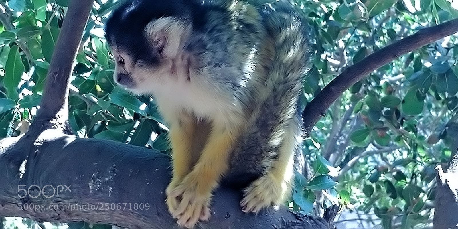 LG G6 sample photo. Monkey park - yodfat photography