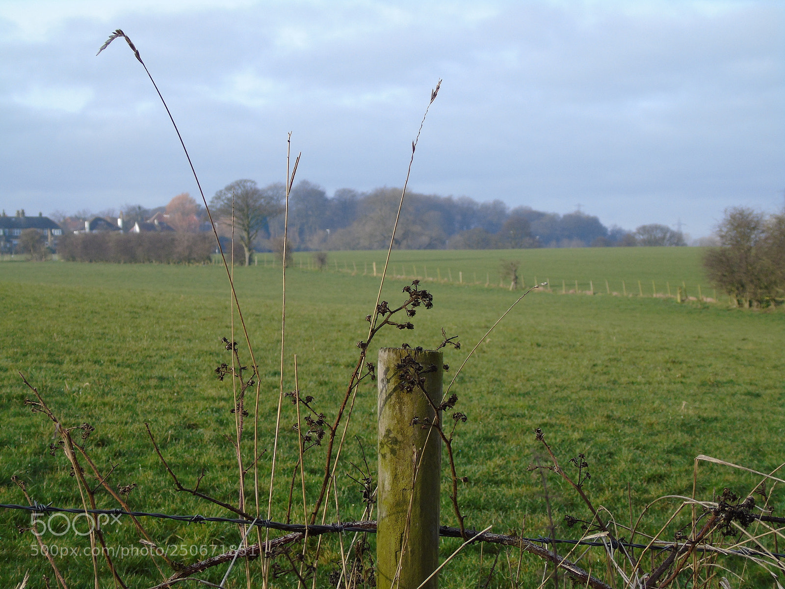 Sony Cyber-shot DSC-H400 sample photo. Hedgerow in winter with photography