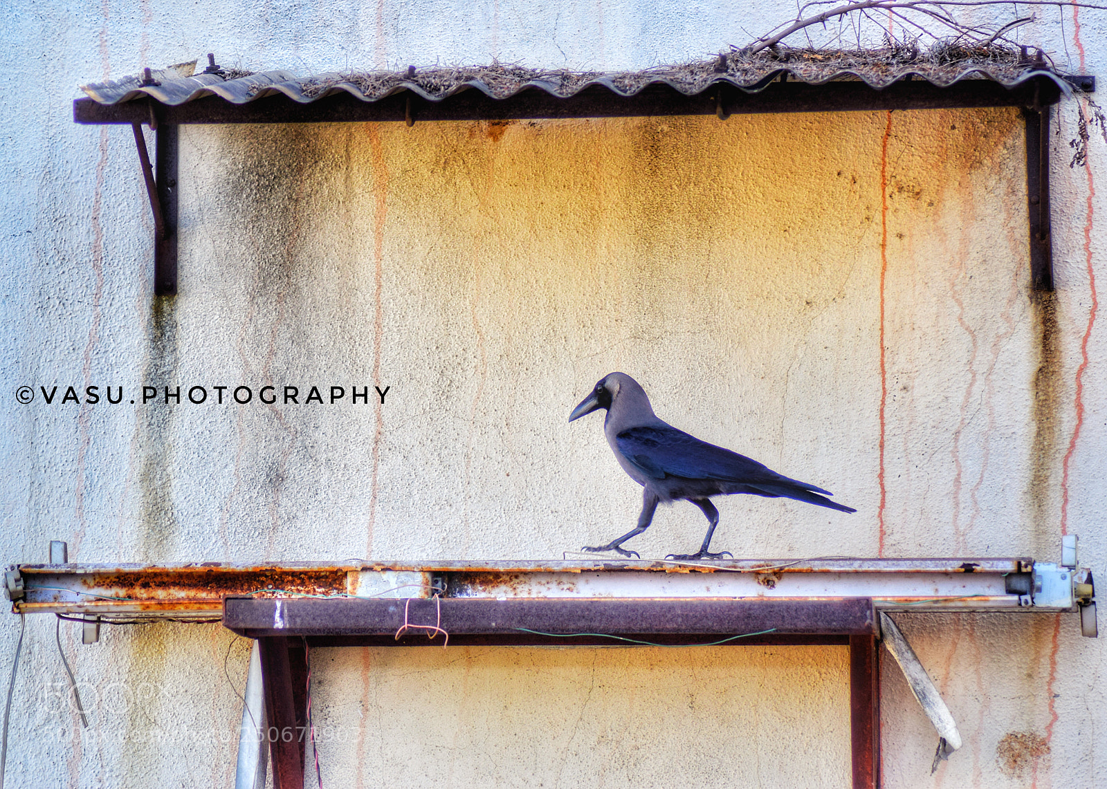 Nikon D3300 sample photo. The walking crow photography