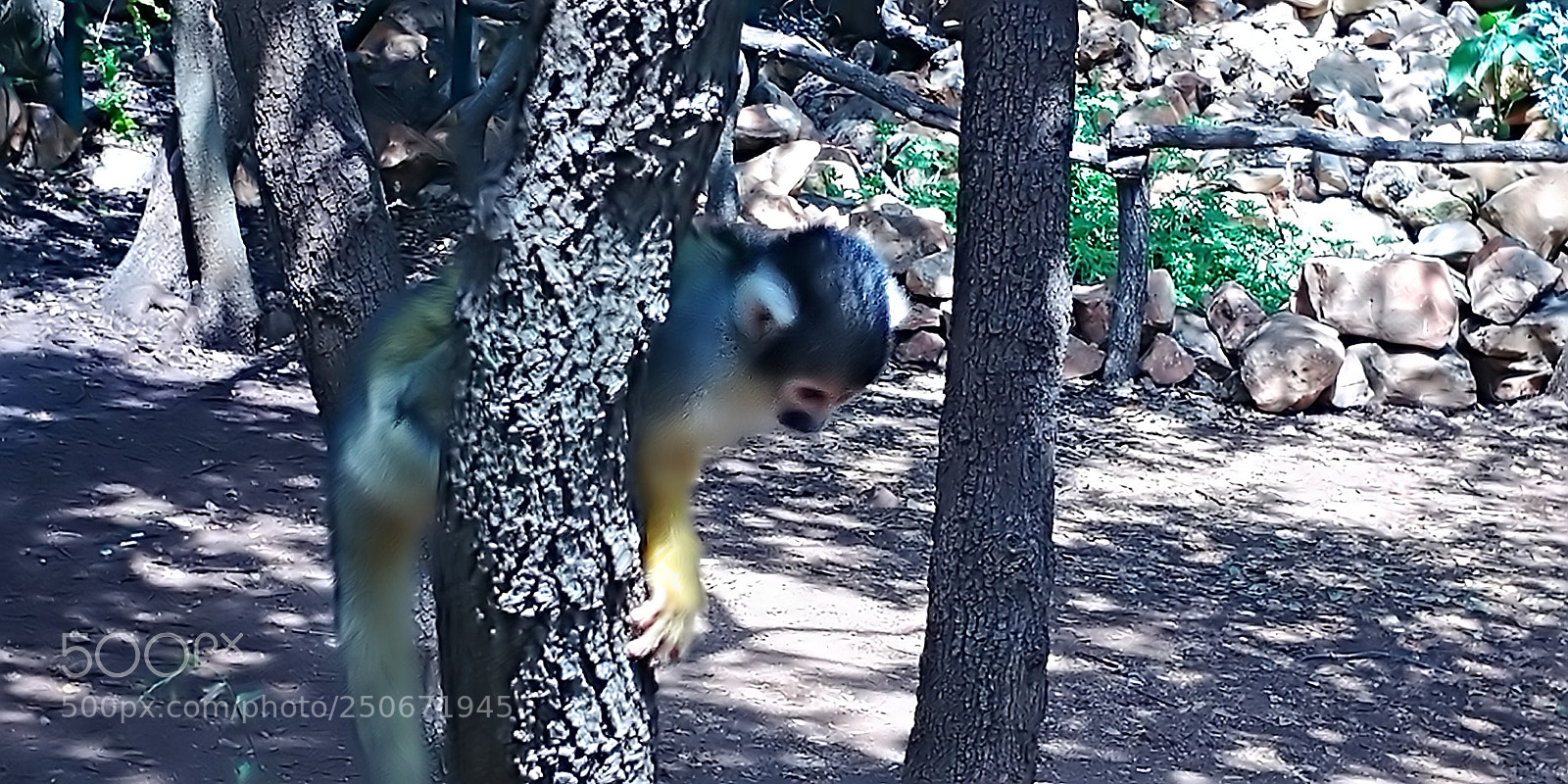 LG G6 sample photo. Monkey park - yodfat photography