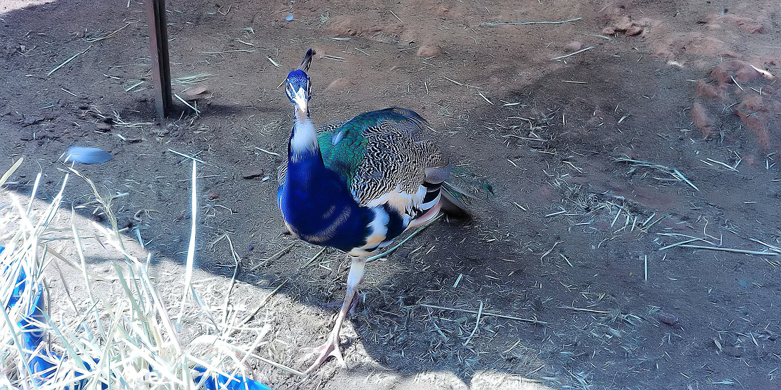 LG G6 sample photo. Monkey park - yodfat photography