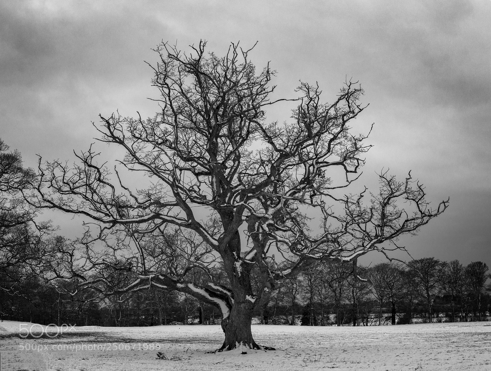 Canon EOS 70D sample photo. Majestic oak photography