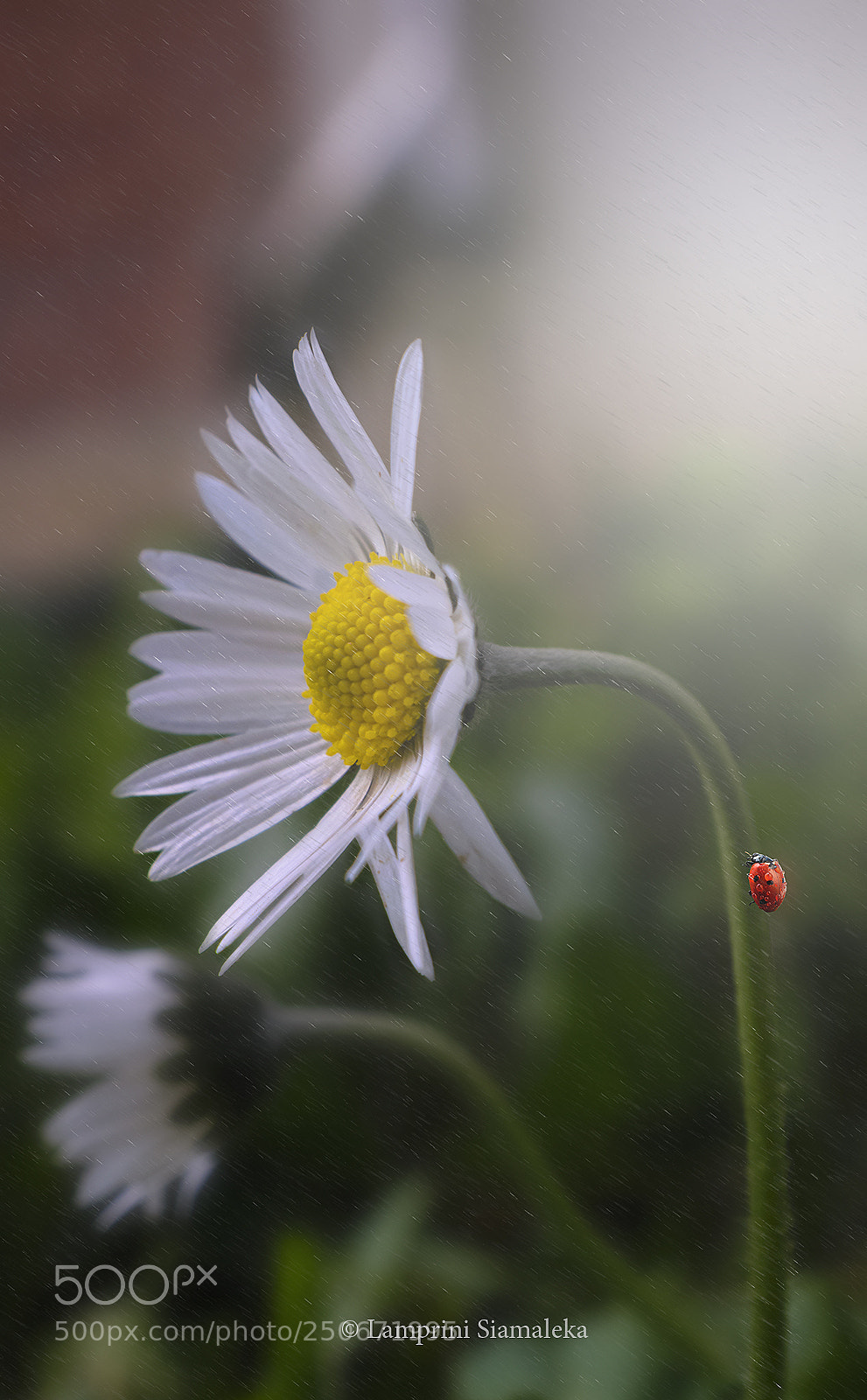 Nikon D3300 sample photo. Bad day for a photography