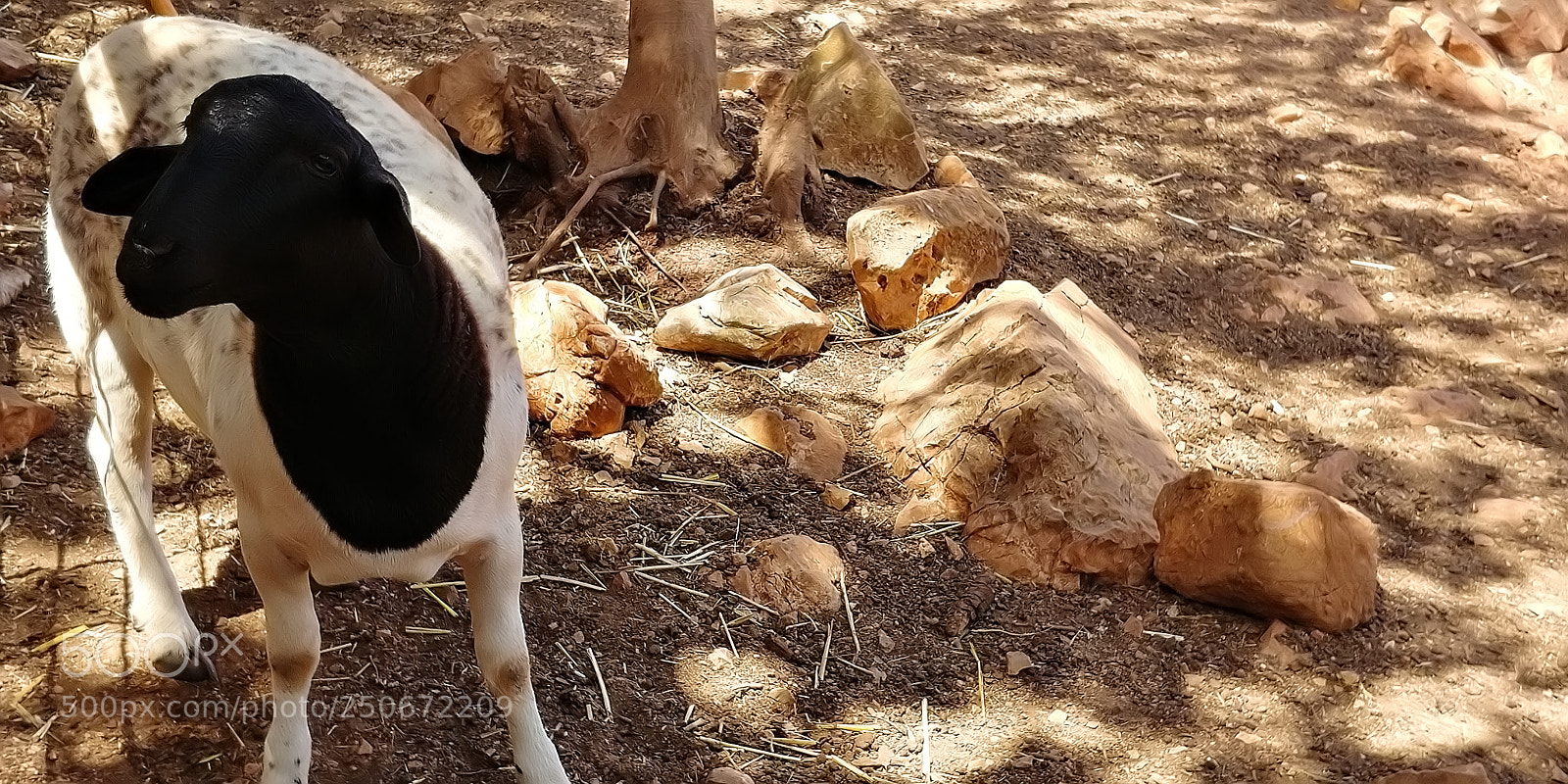 LG G6 sample photo. Monkey park - yodfat photography