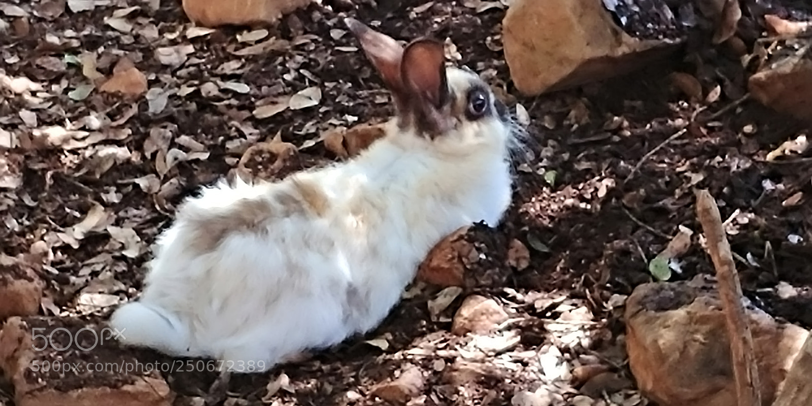 LG G6 sample photo. Monkey park - yodfat photography
