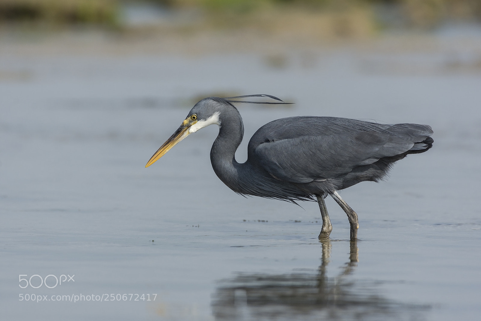 Nikon D7200 sample photo. Western reef heron photography