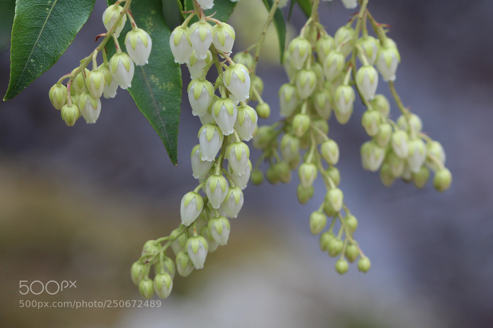 Canon EOS 700D (EOS Rebel T5i / EOS Kiss X7i) sample photo. Pieris japonica photography
