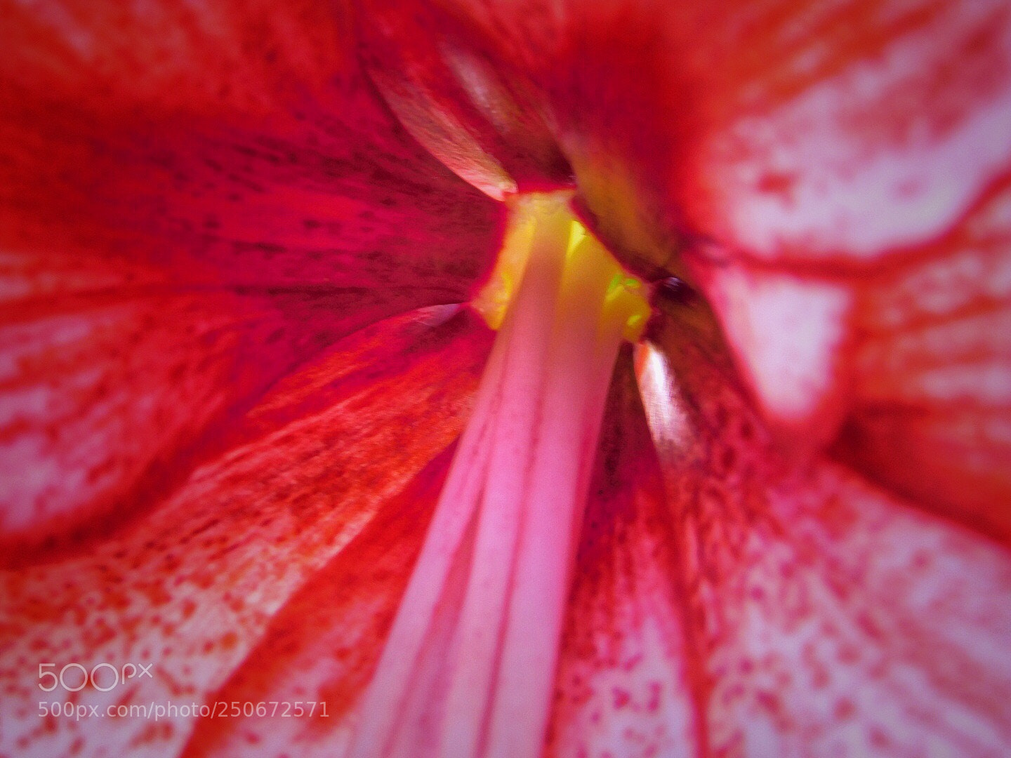 Nikon Coolpix B500 sample photo. Easter lily 2 photography