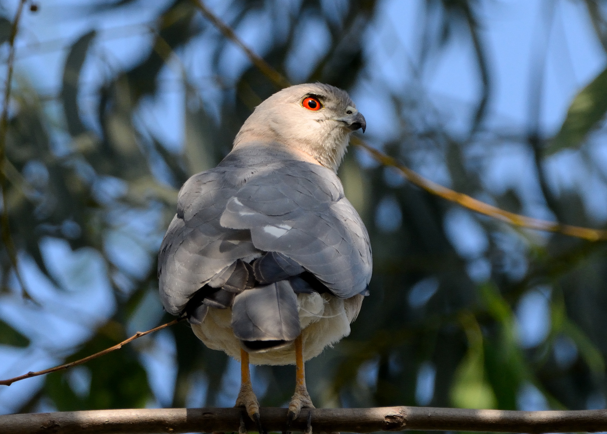 Sigma 150-600mm F5-6.3 DG OS HSM | C sample photo. Shikra photography