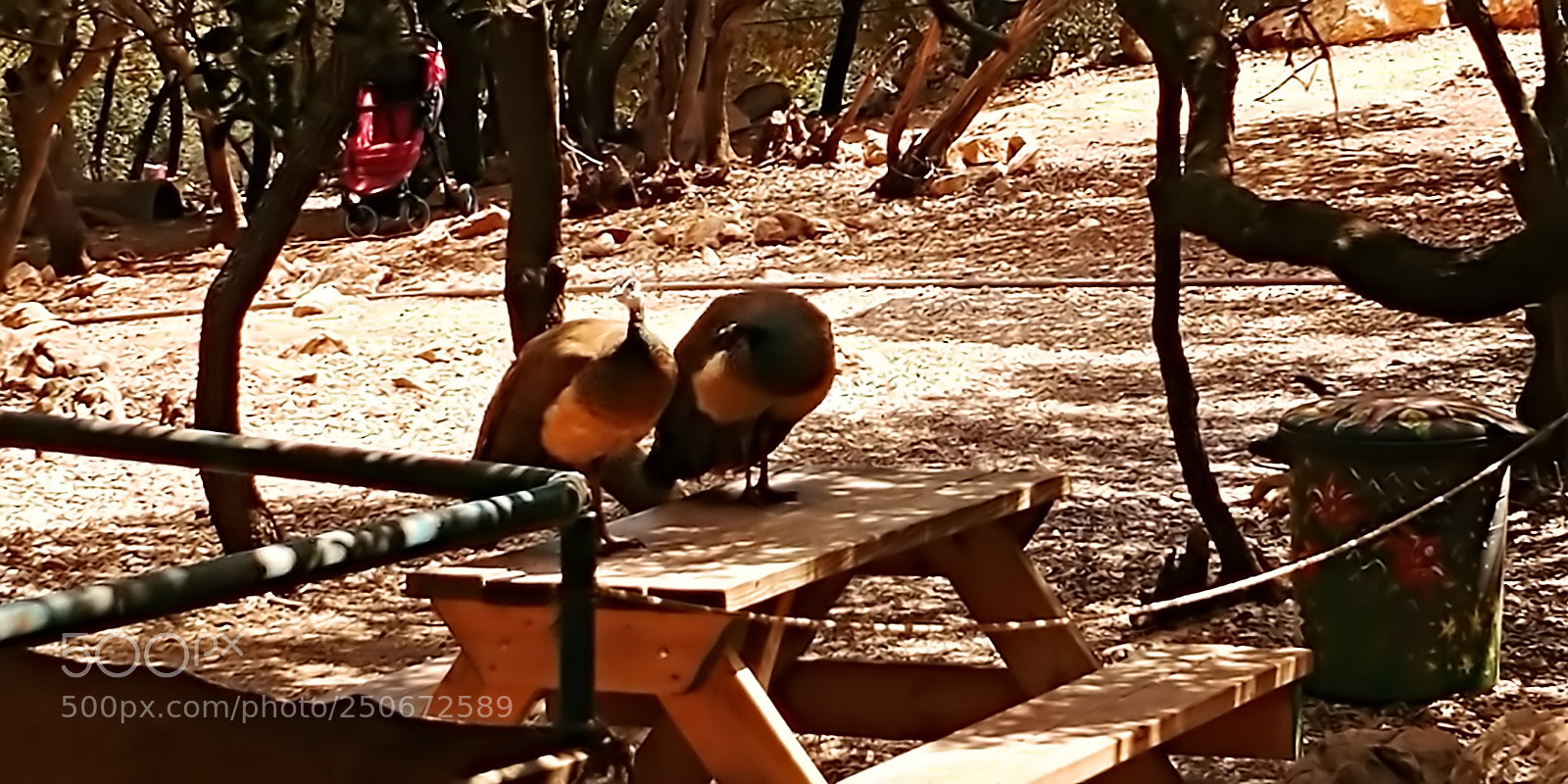 LG G6 sample photo. Monkey park - yodfat photography