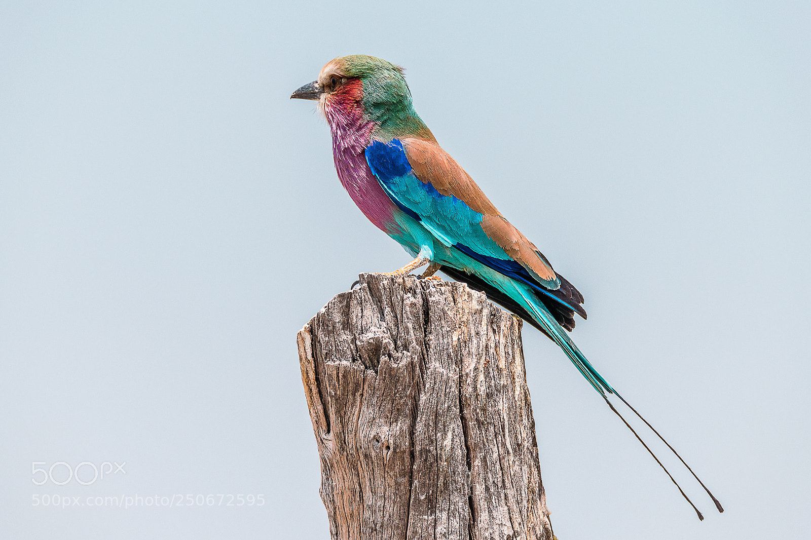 Nikon D850 sample photo. Lilac-breasted roller photography