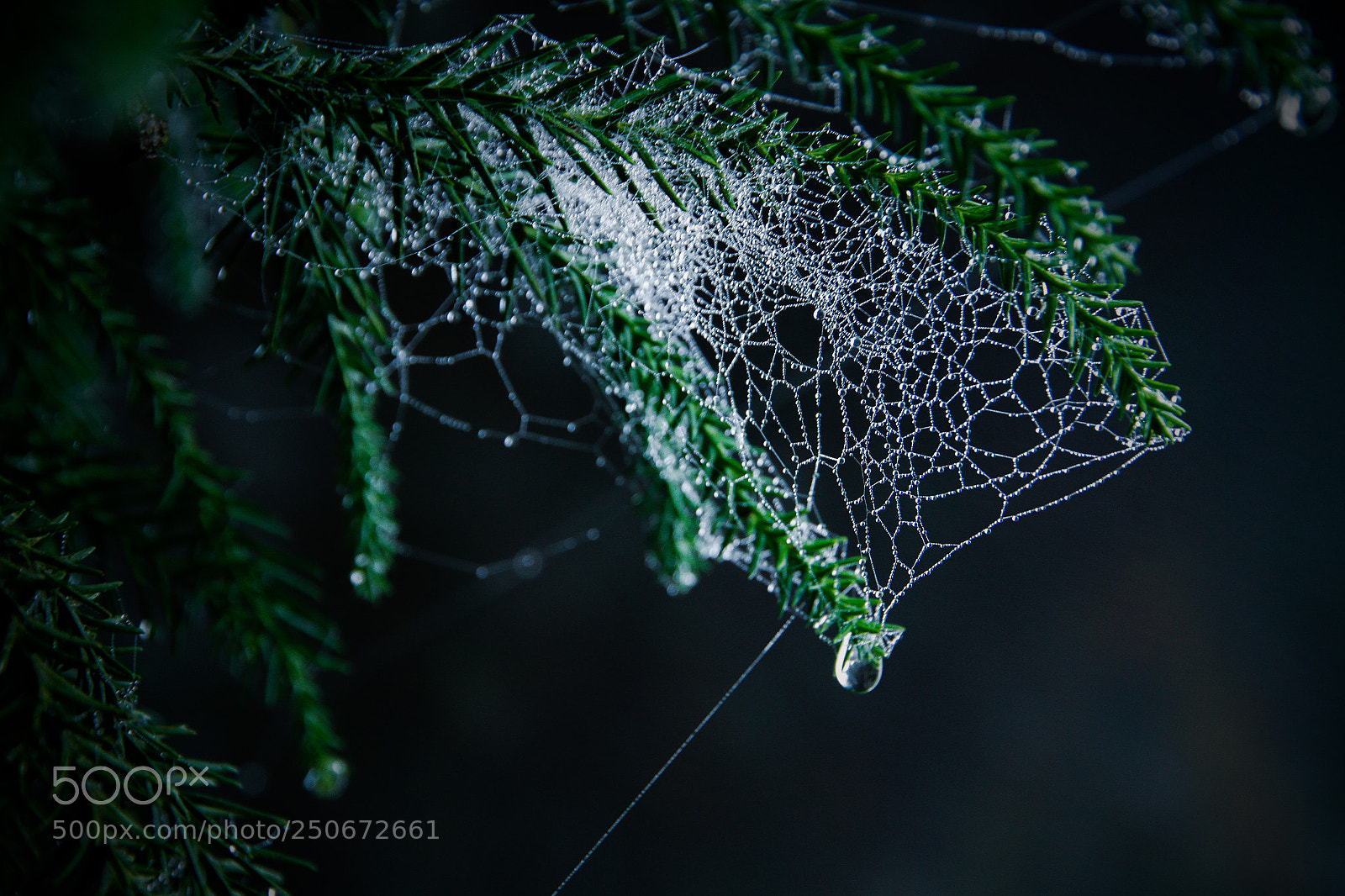 Canon EOS 7D sample photo. Tear of forest photography