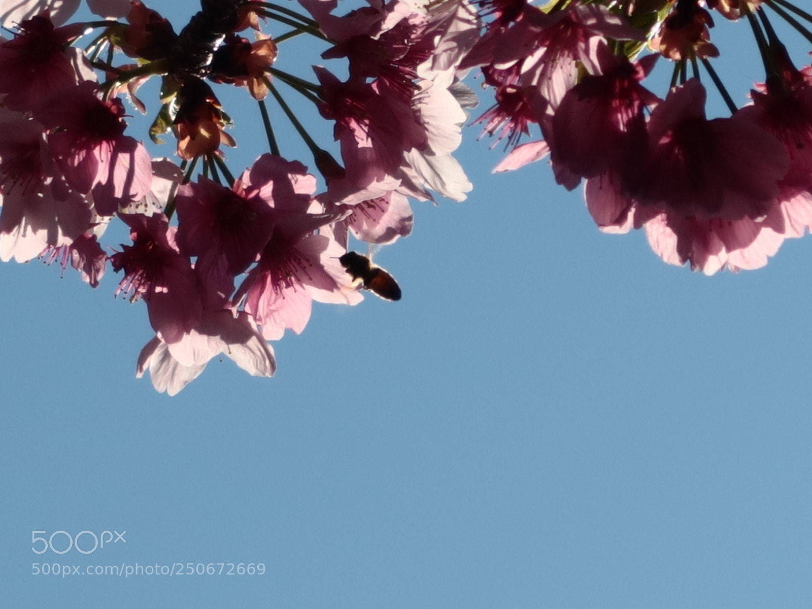 Canon PowerShot G7 X Mark II sample photo. Img photography