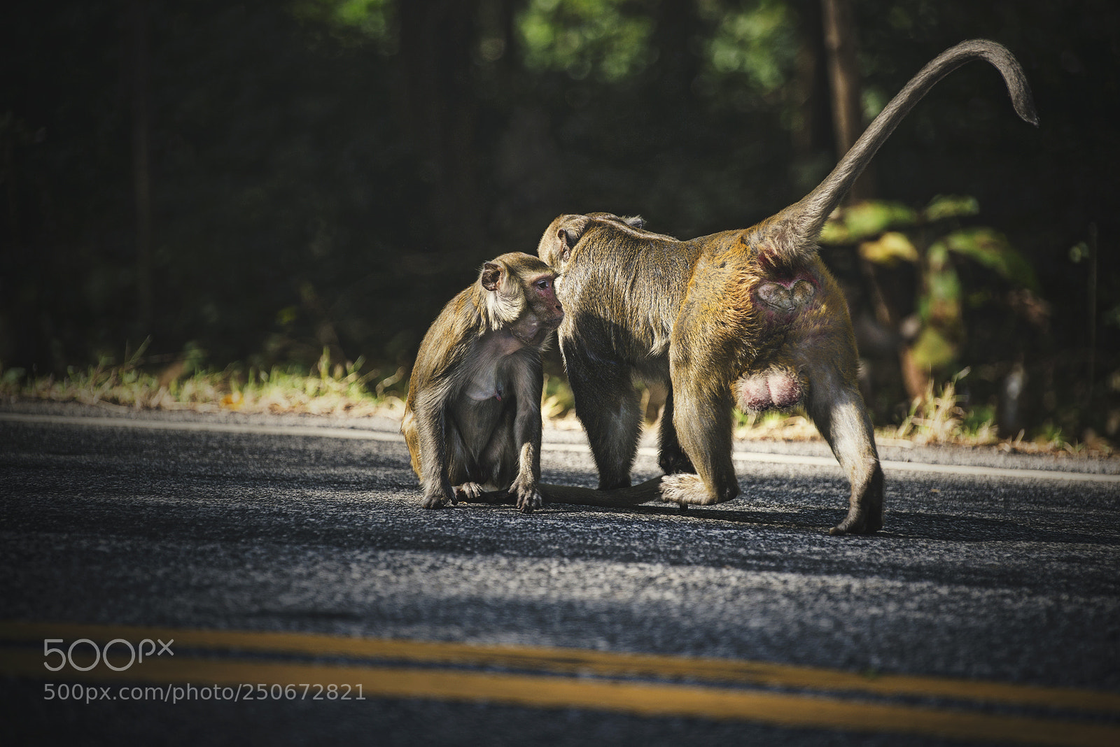 Nikon D610 sample photo. Big monkey photography