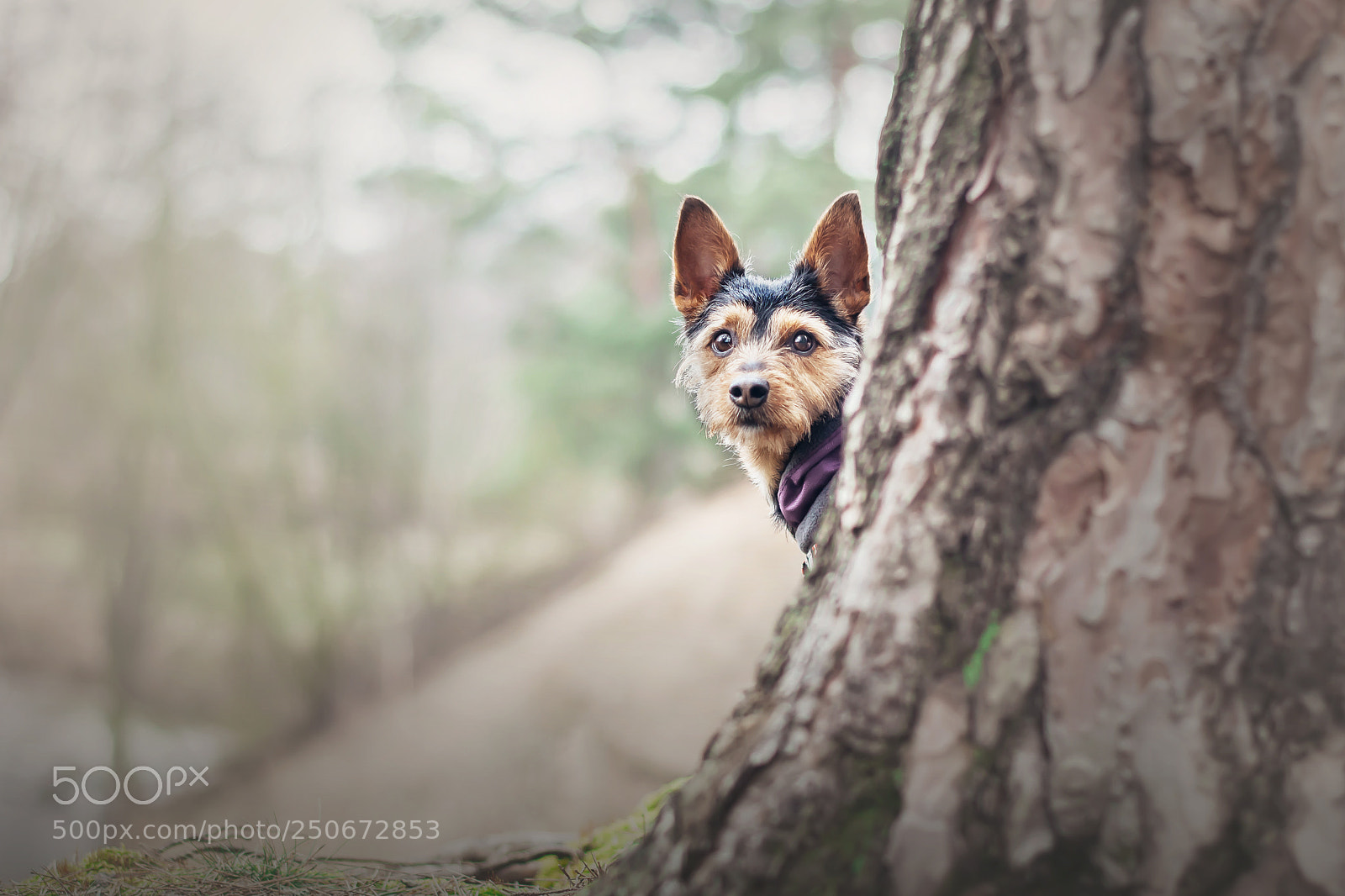 Nikon D7200 sample photo. Dog p1 photography
