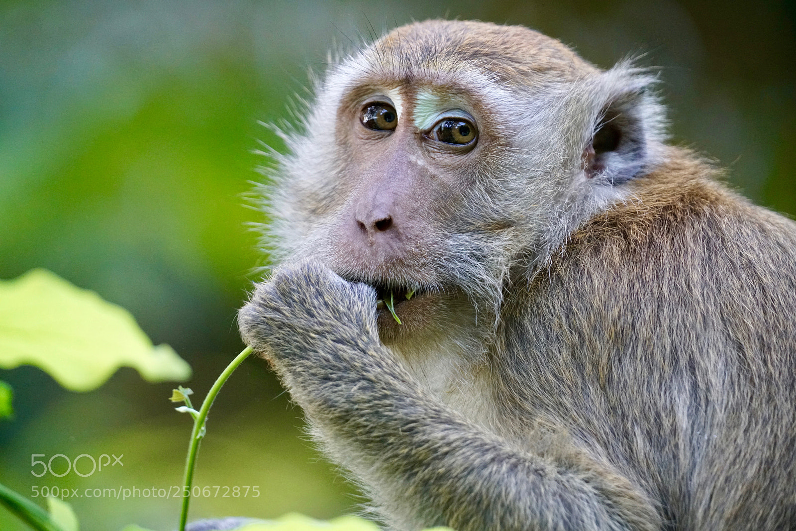 Sony a7R II sample photo. Eating photography