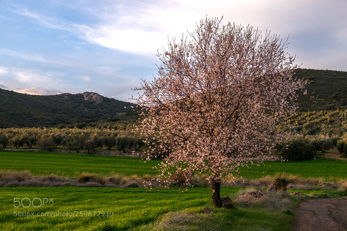 Fujifilm X-E2 sample photo. Spring is coming photography