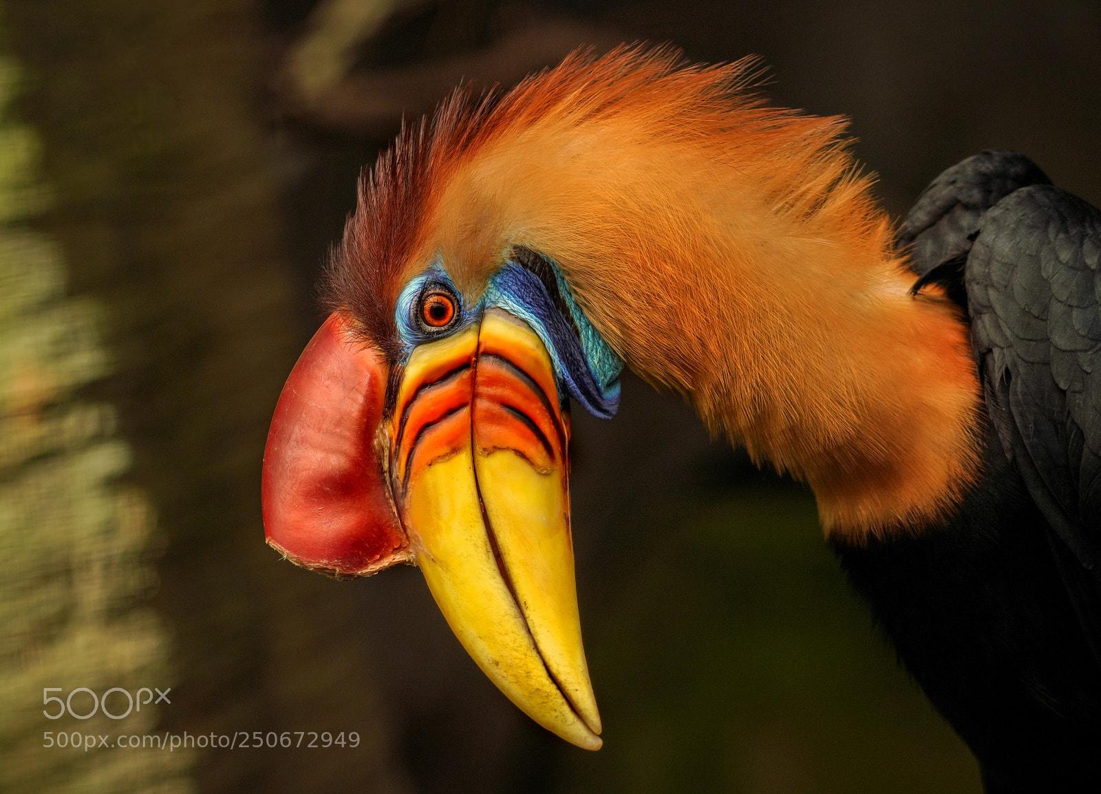 Sony a7R III sample photo. Tucan photography