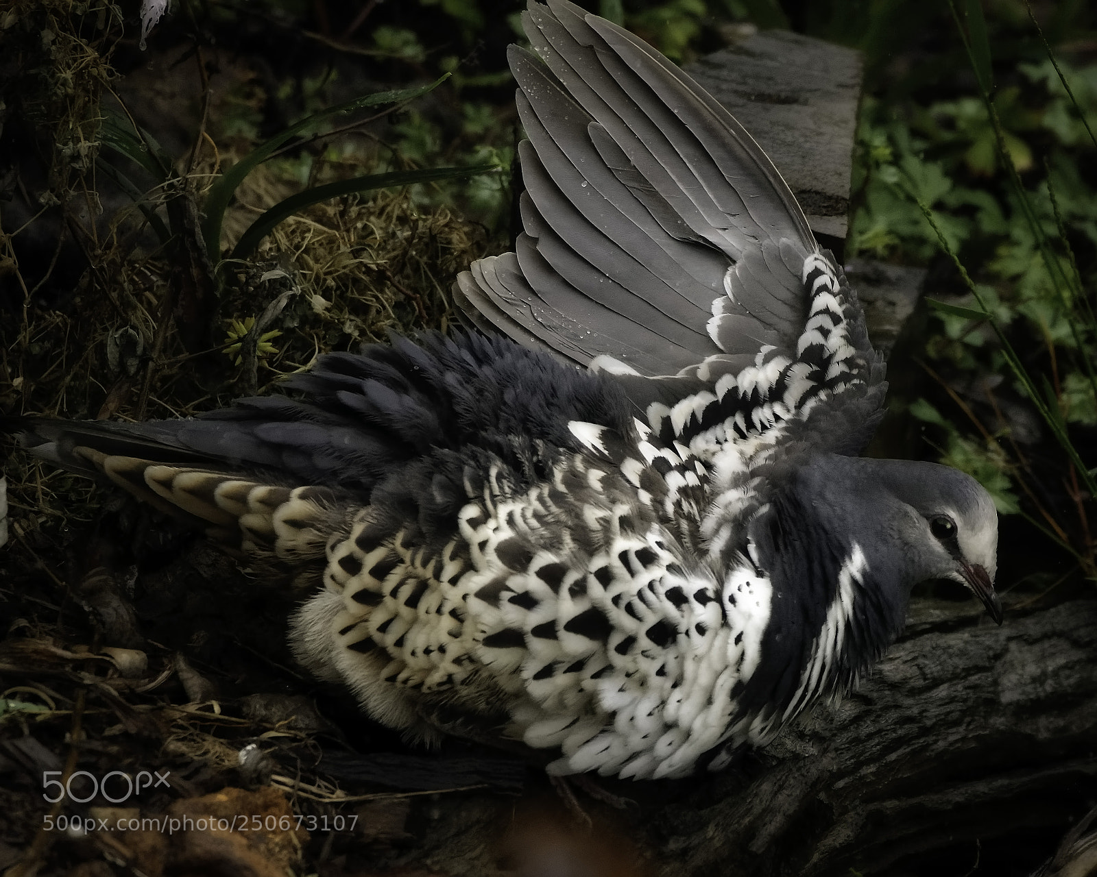 Nikon D7200 sample photo. Wonga pigeon photography