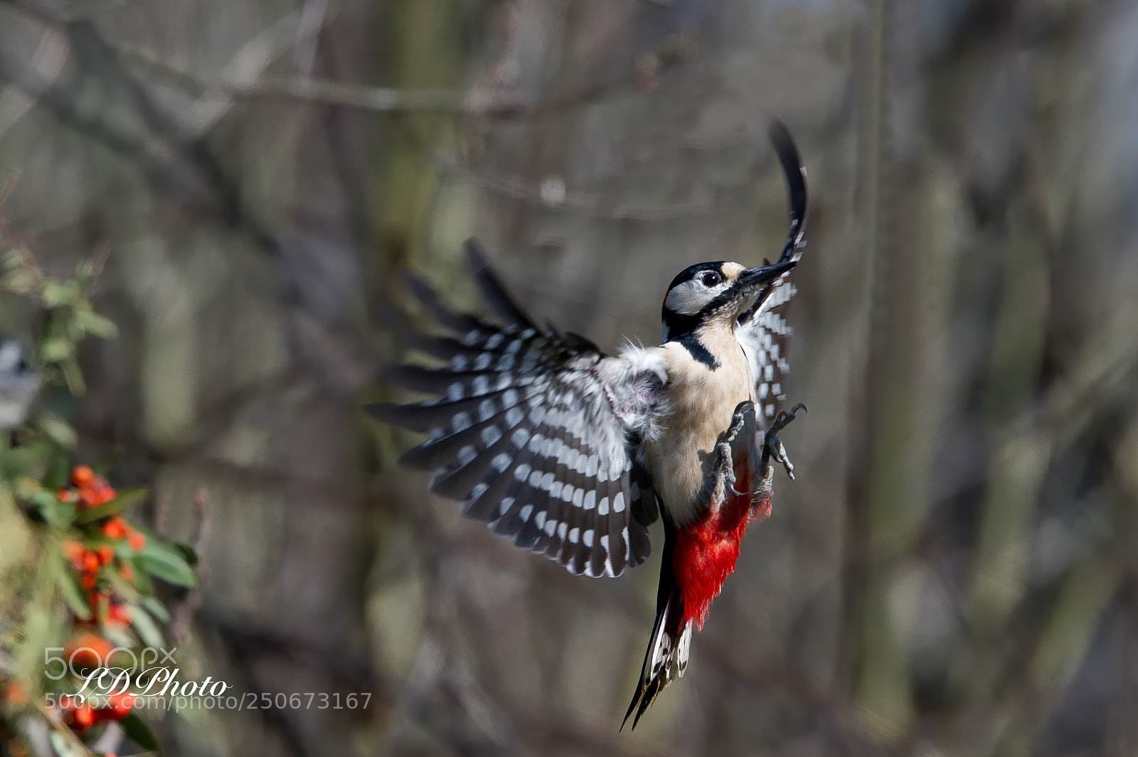 Nikon D3S sample photo. Woodpecker in-flight photography
