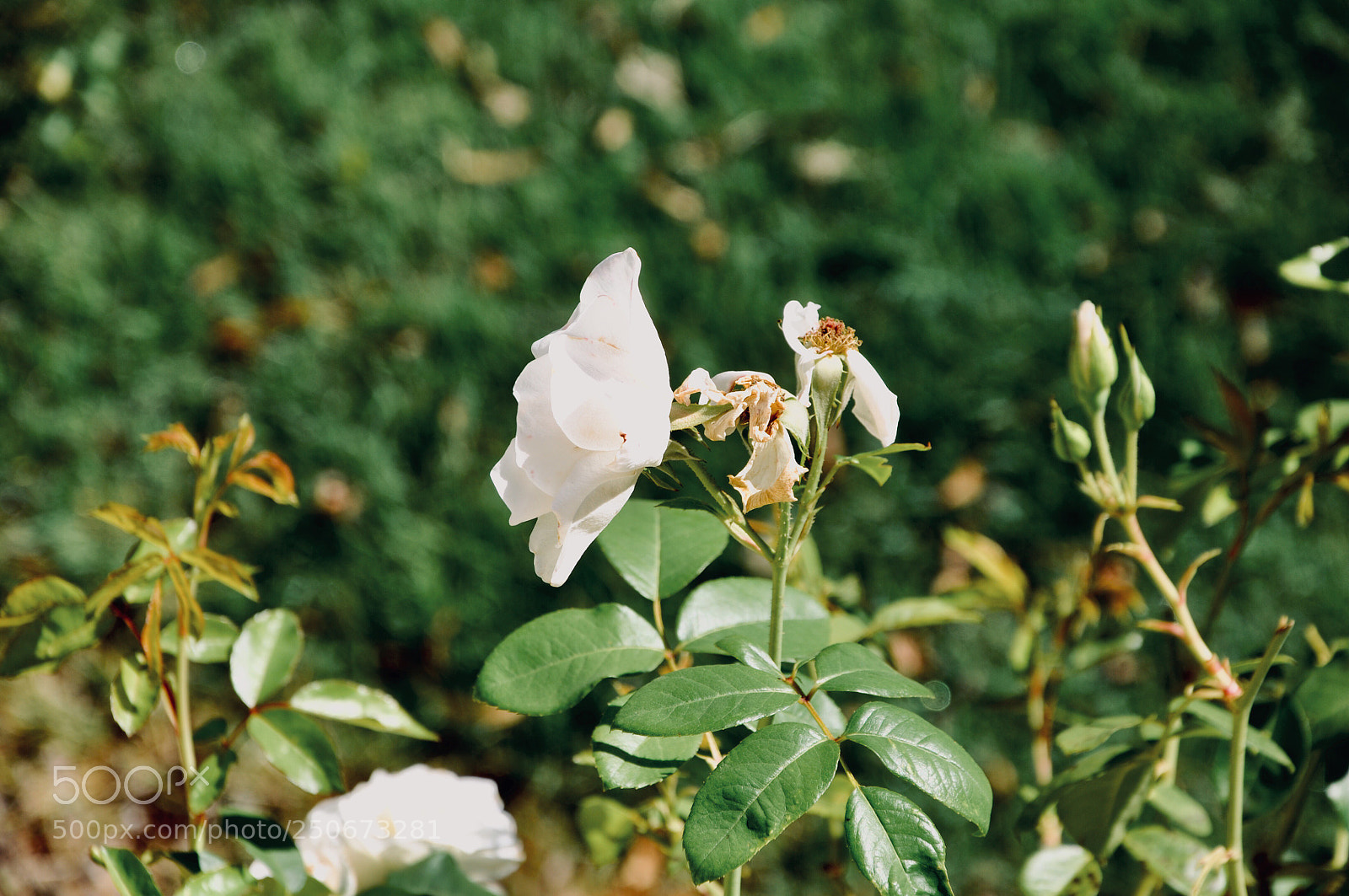 Nikon D90 sample photo. White flowers  photography