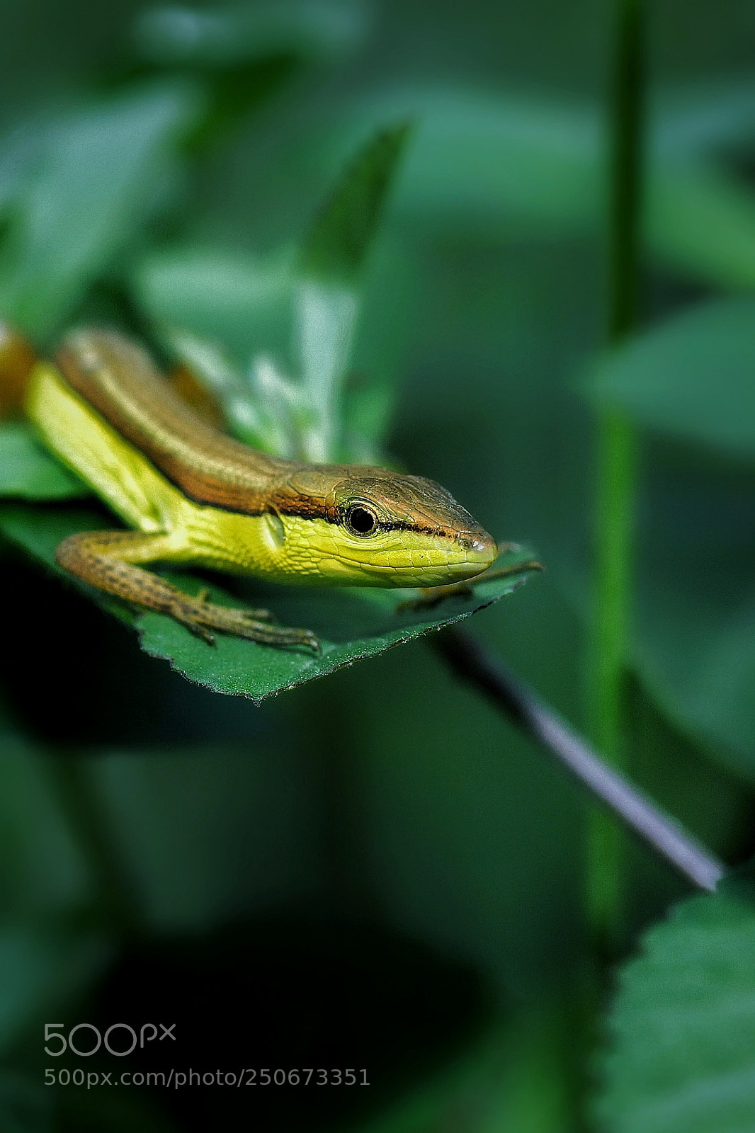 Canon EOS 50D sample photo. Lizzard photography