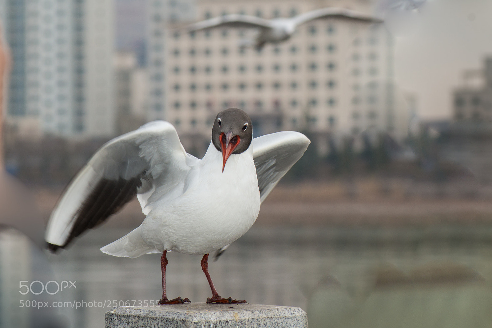 Nikon D800E sample photo. Black headed gull photography