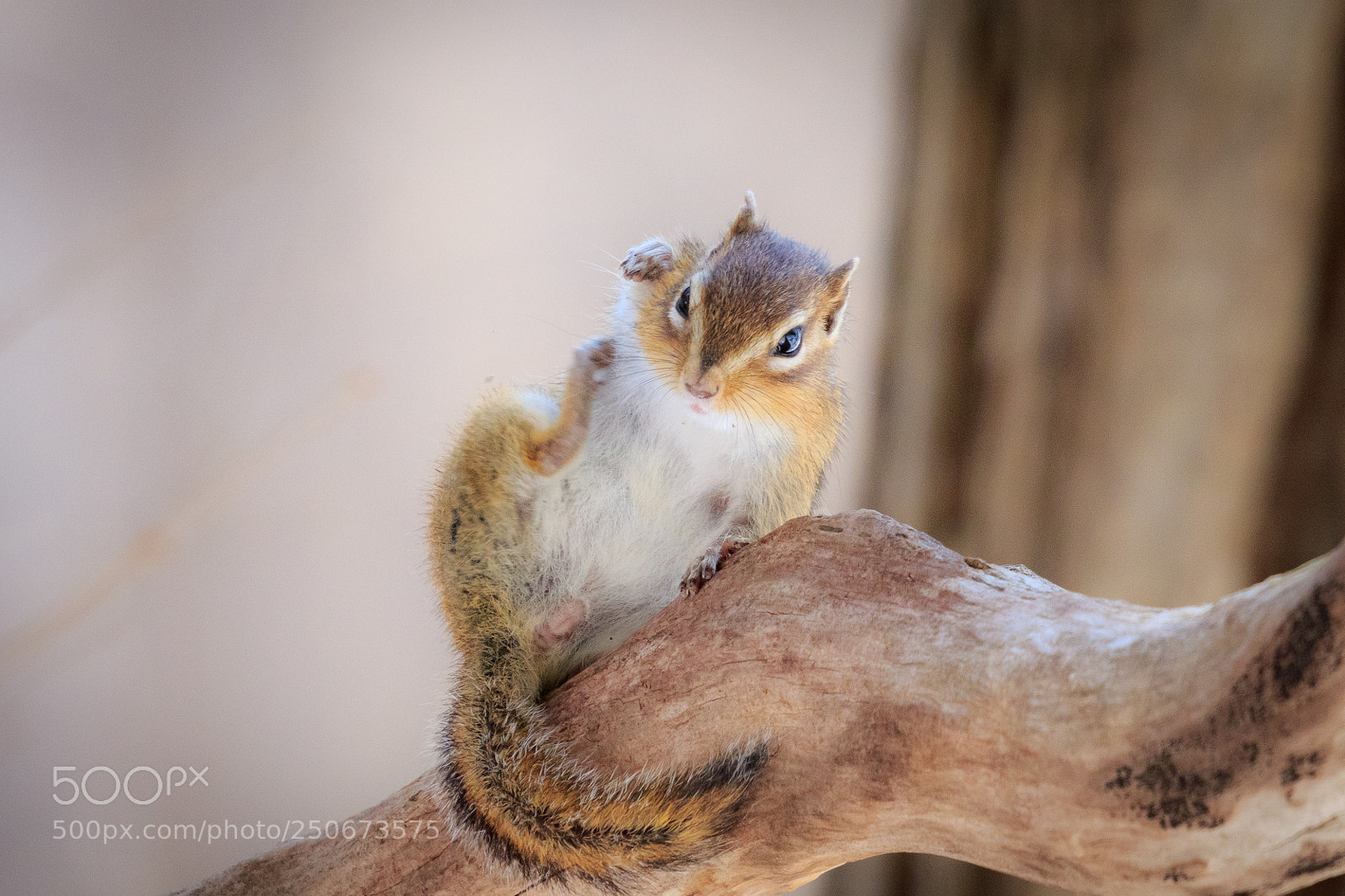 Canon EOS 7D Mark II sample photo. Grooming photography
