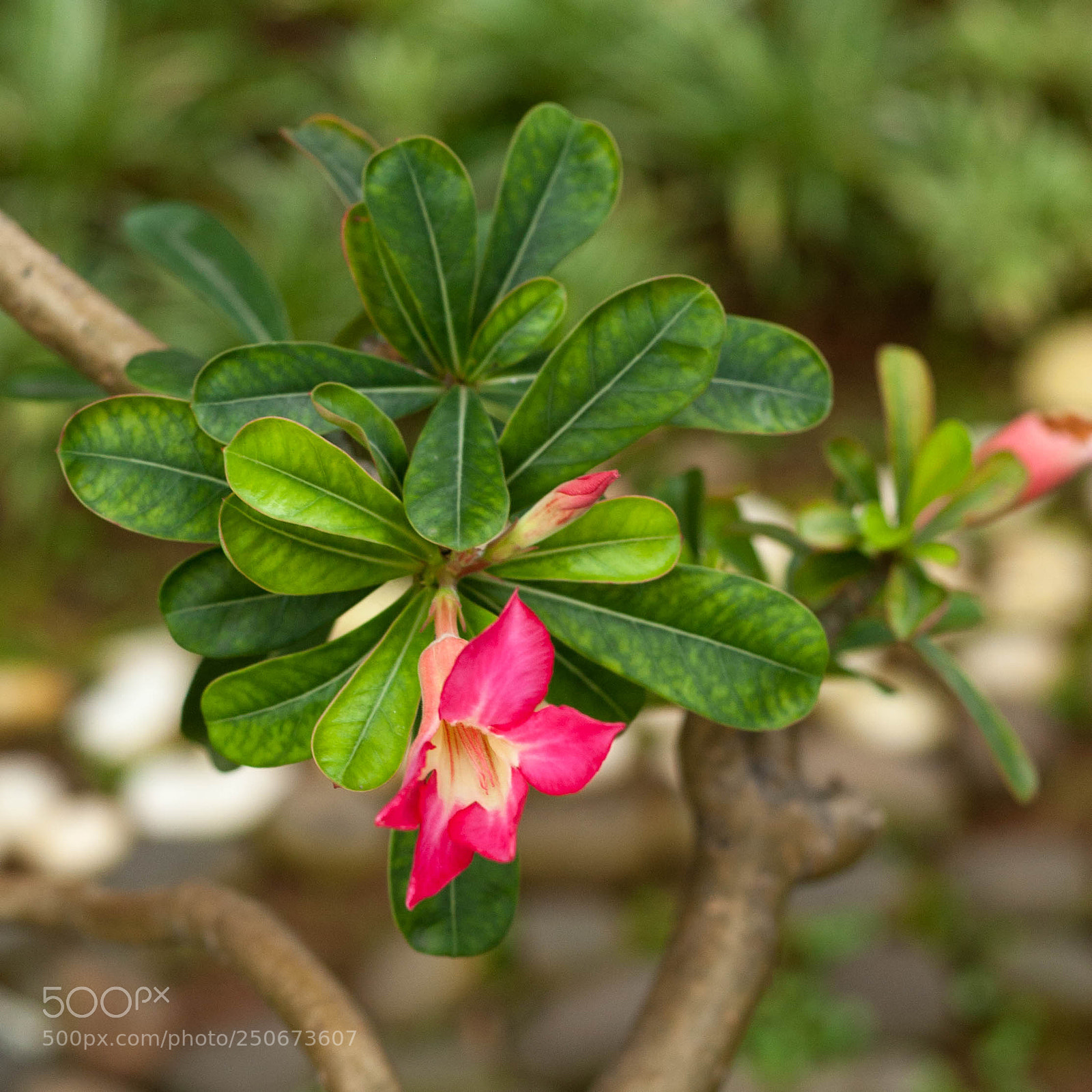 Canon EOS 30D sample photo. In bloom 11 photography
