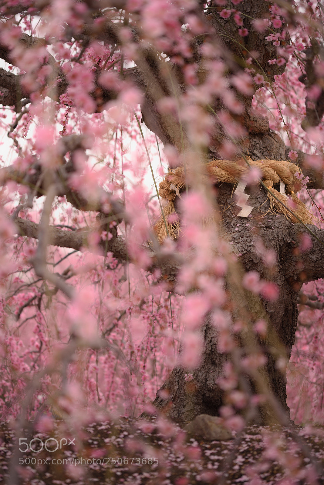 Nikon D750 sample photo. Plum blossoms photography