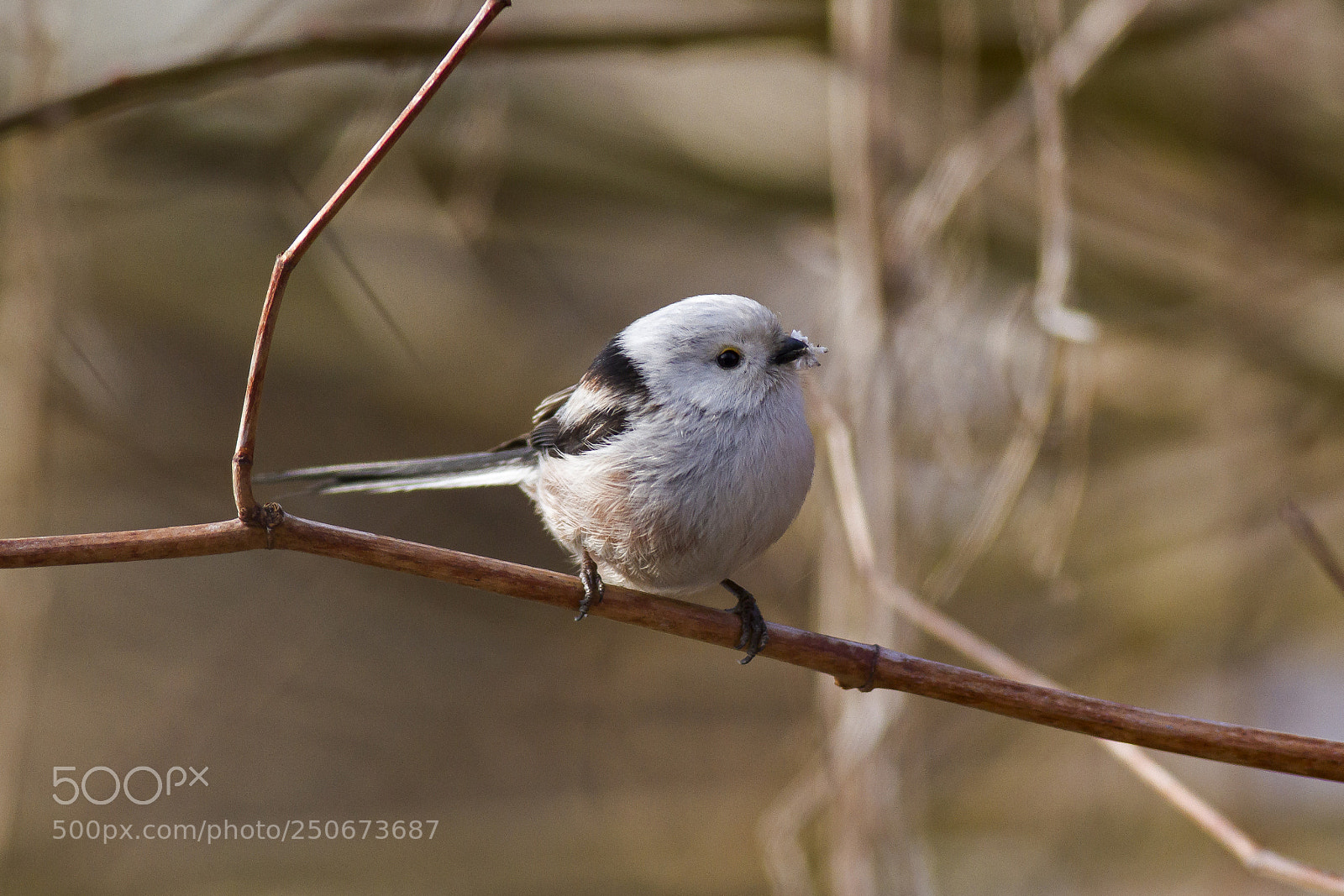 Canon EOS 7D sample photo. Aegithalos caudatus - it's photography