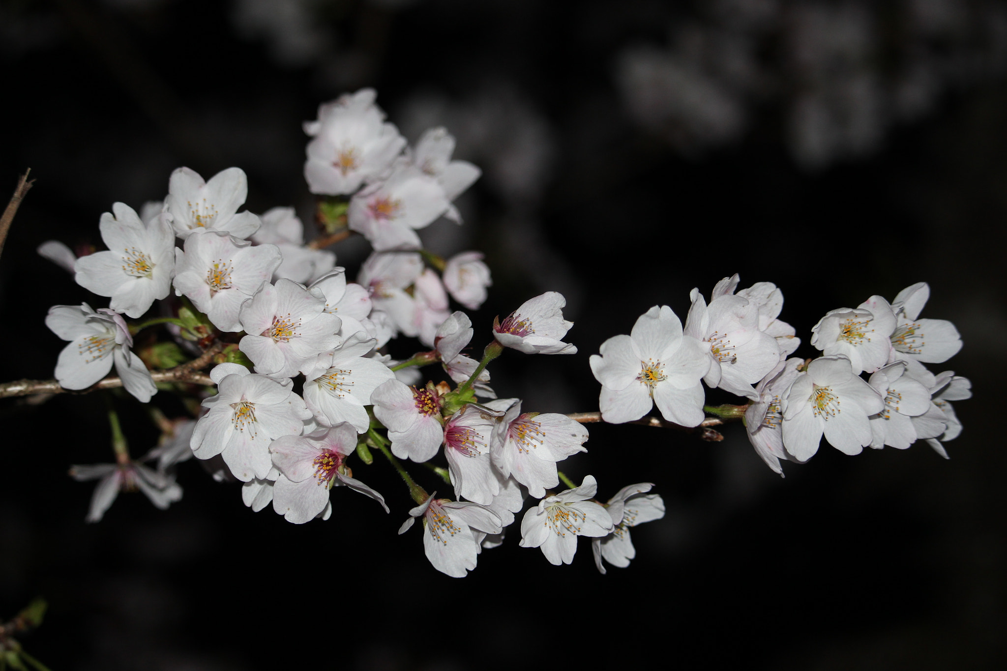 Canon EOS 700D (EOS Rebel T5i / EOS Kiss X7i) + Canon EF-S 55-250mm F4-5.6 IS STM sample photo. Sakura/2 photography