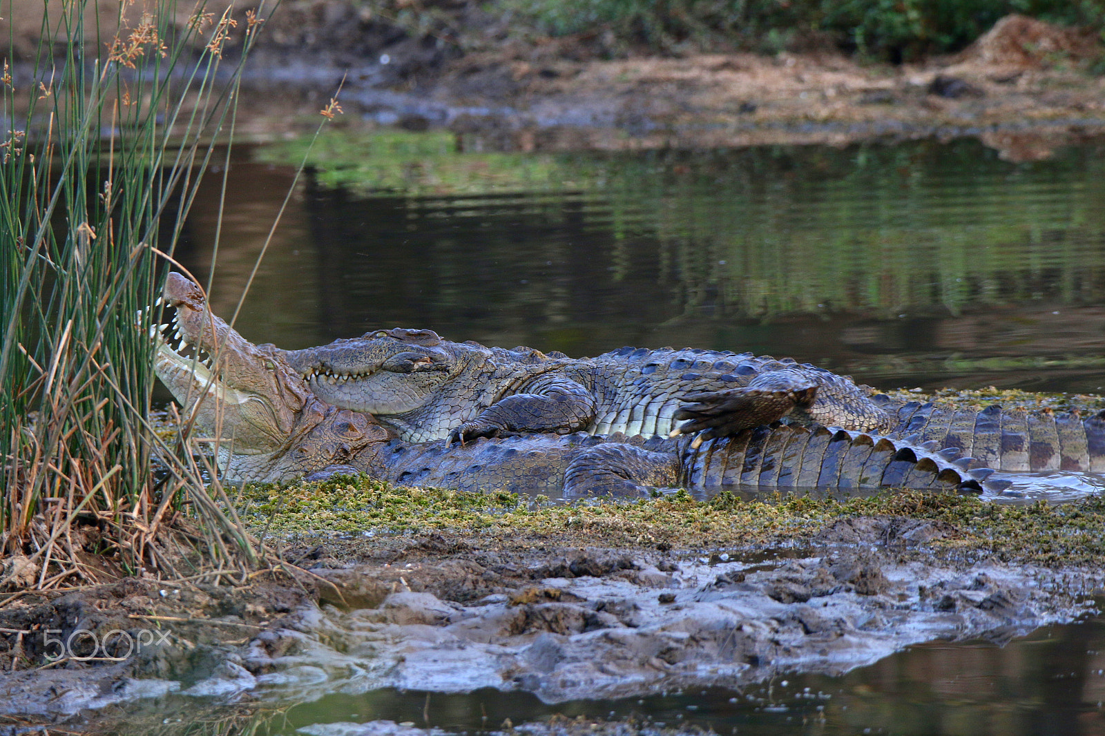 Canon EOS 70D + Canon EF 100-400mm F4.5-5.6L IS II USM sample photo. Crocodile mating photography