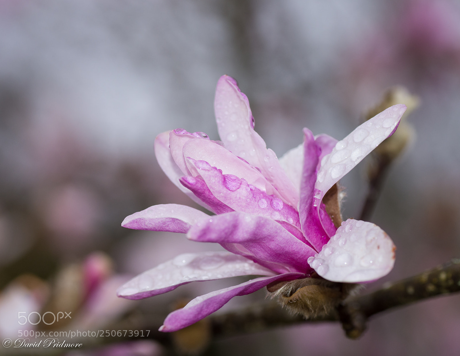 Nikon D7200 sample photo. In the rain photography