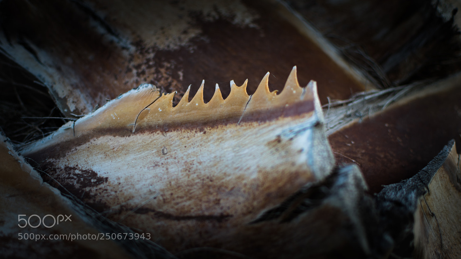 Nikon D5300 sample photo. Jaws!!! photography