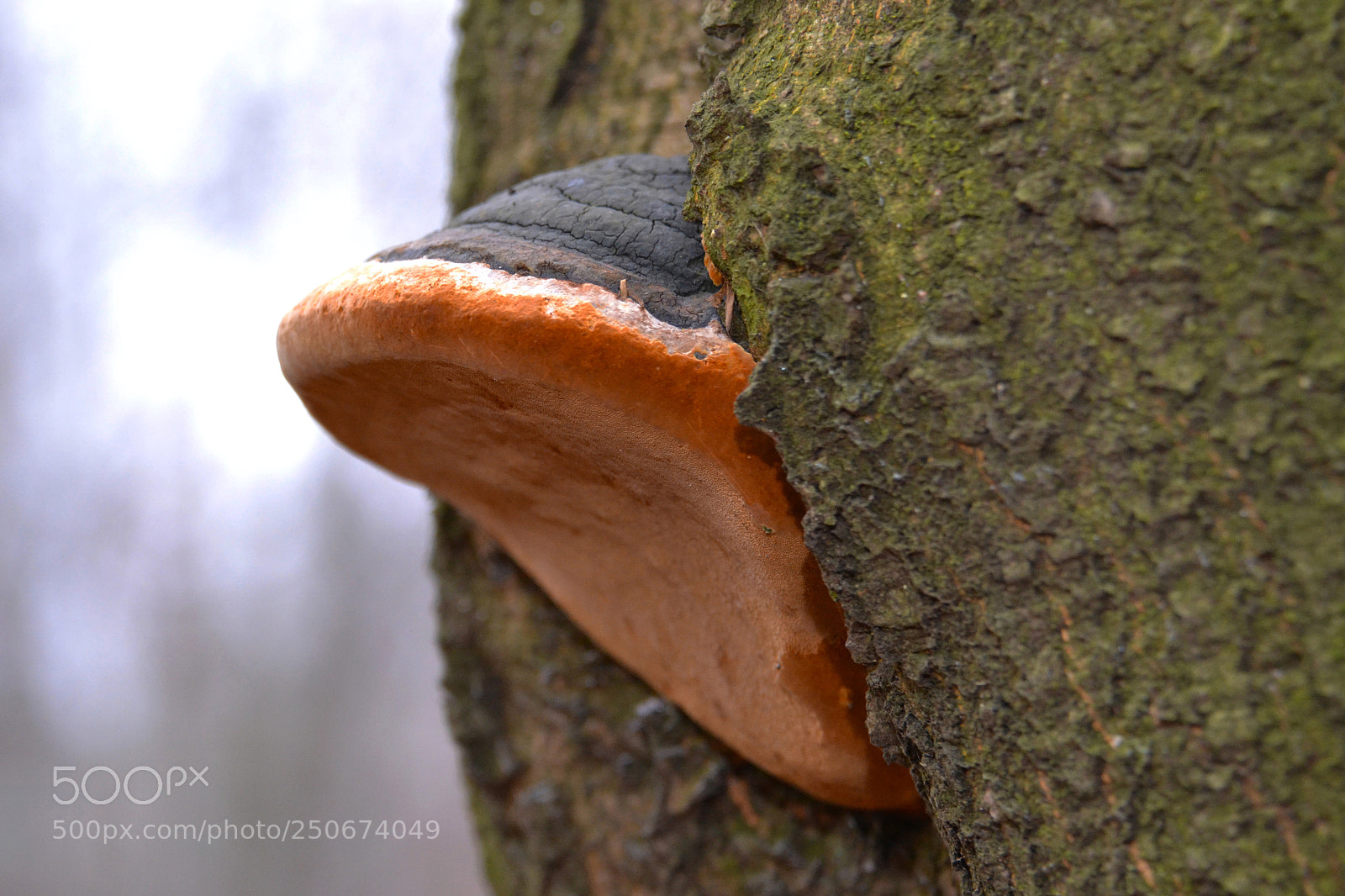 Nikon D3100 sample photo. Hub photography
