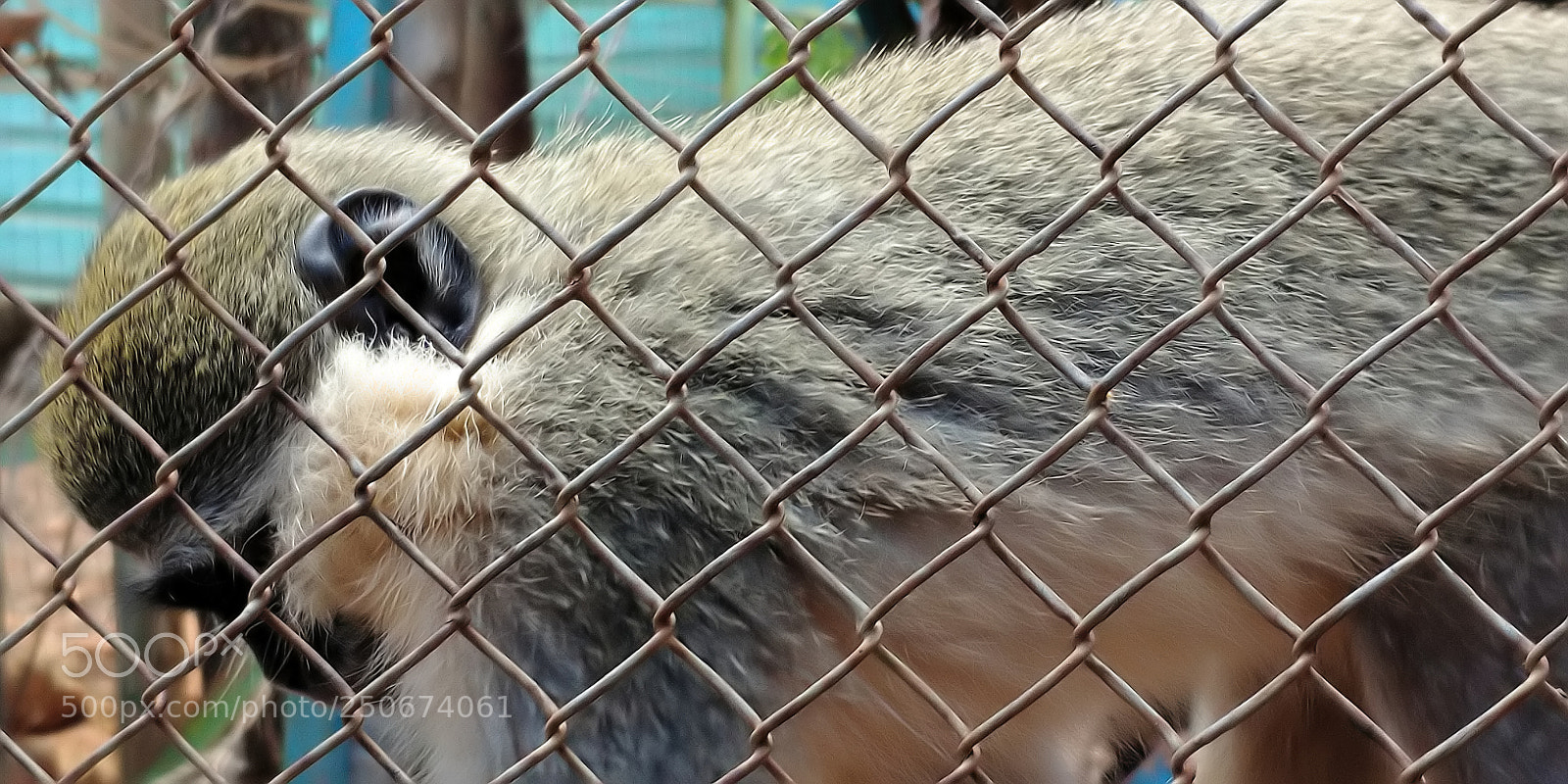 LG G6 sample photo. Monkey park - yodfat photography