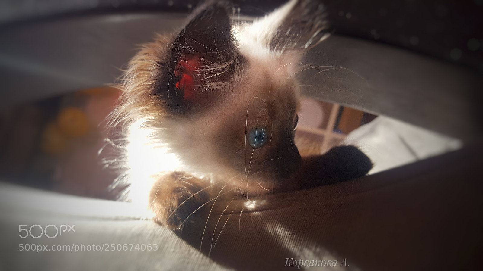 Samsung Galaxy S6 sample photo. Untitled photography