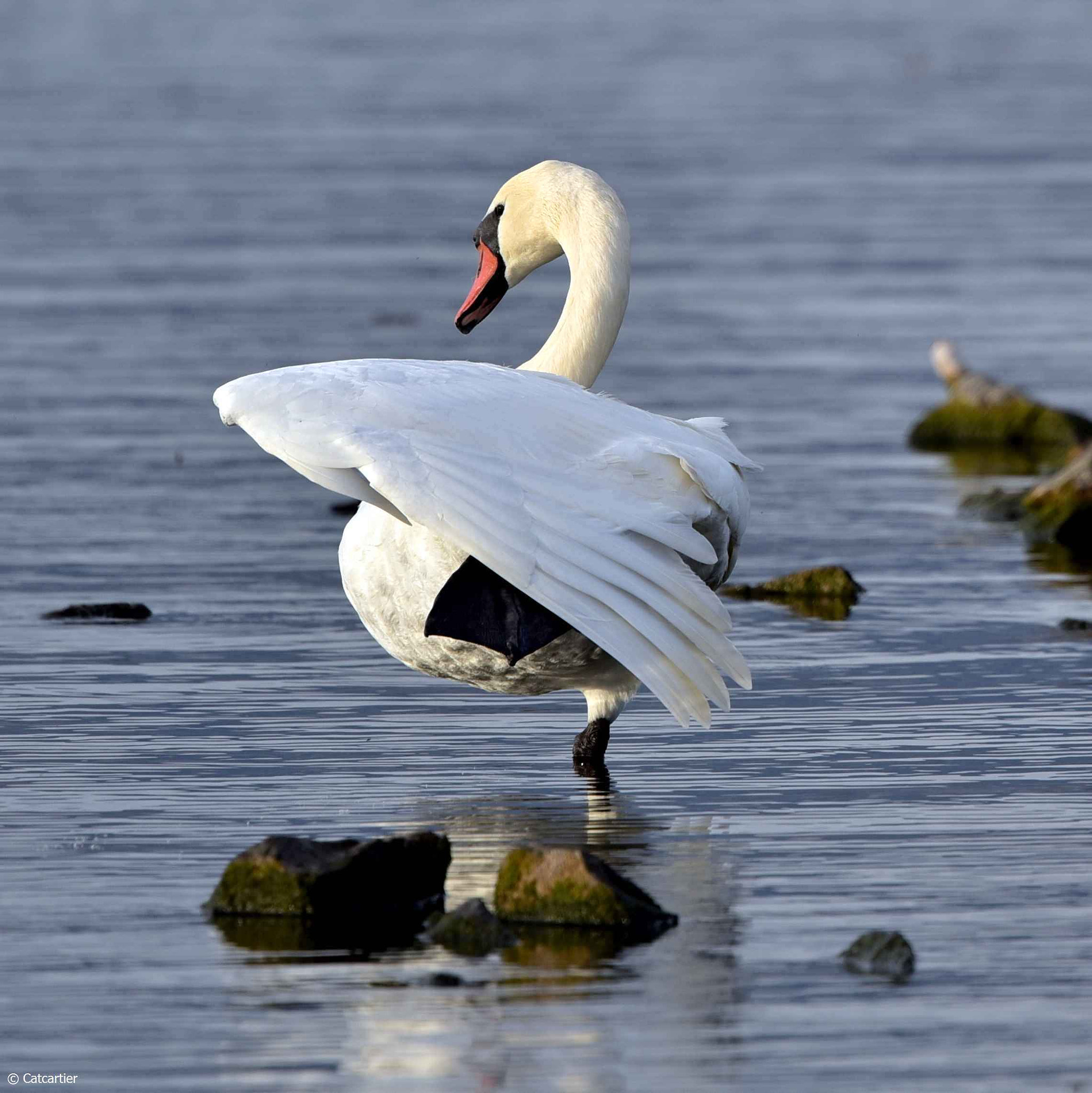 Nikon D750 + Nikon Nikkor AF-S 300mm F4E PF ED VR sample photo. Le cygne du lac photography